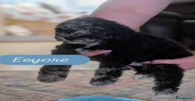 Poochon dogs - Advert 16