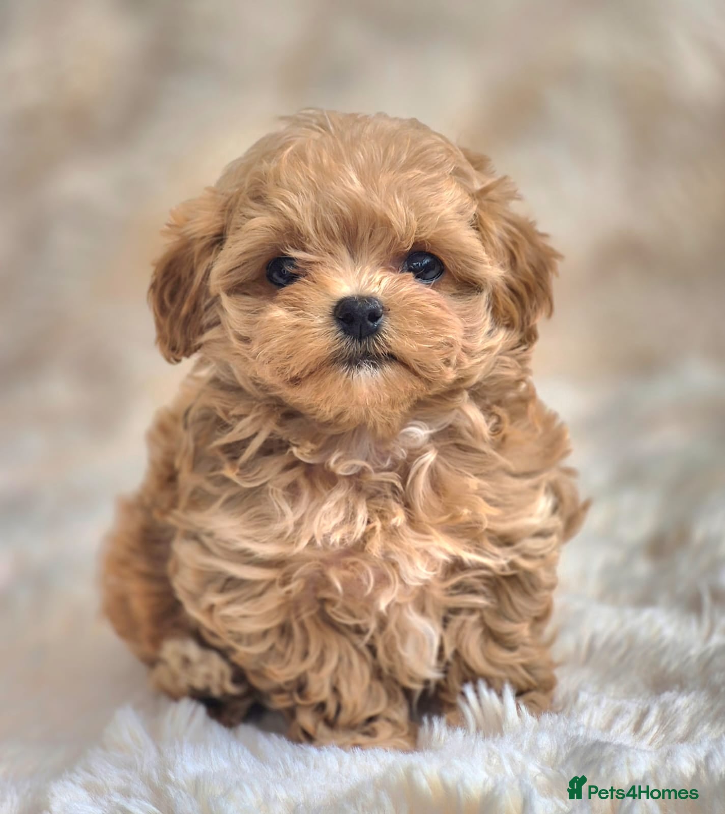 Maltipoo dogs 🐶Amazing Tiny Asian Korean Maltipoo Puppies🐶🦴  - Advert 1