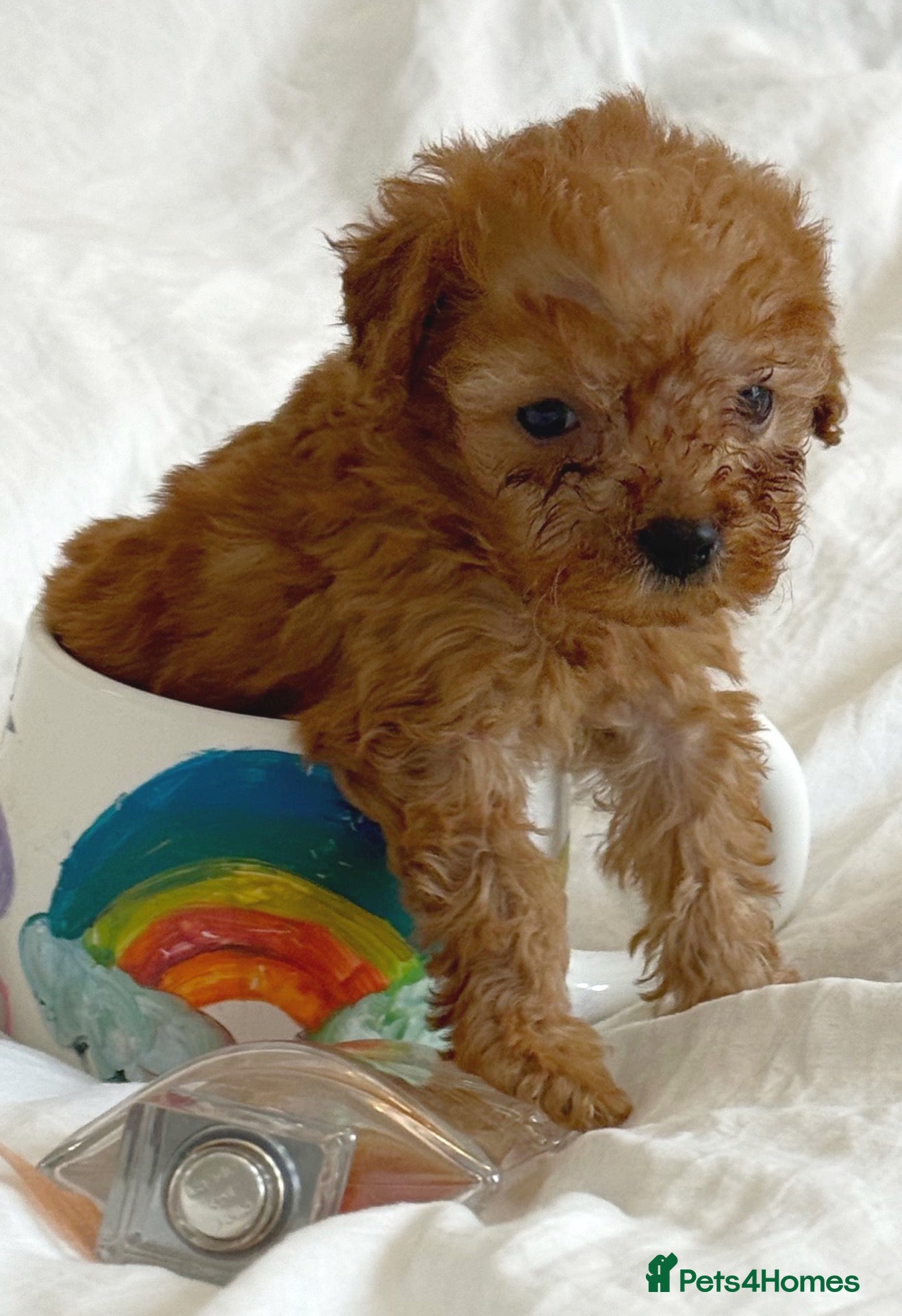 Toy Poodle dogs Asian Tiny Teddy Toy Poodles to Steal Your Heart  - Advert 2