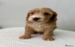 Cockapoo dogs for sale: ONLY 3 RED/WHITE COCKAPOO PUPPIES LEFT - Image 9