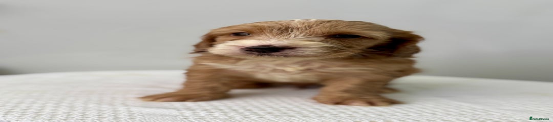 Kuzco 