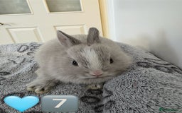 Netherland Dwarf rabbits for sale: 14 x Netherland Dwarf Bunnies 🐰🏡 🥰  - Image 16