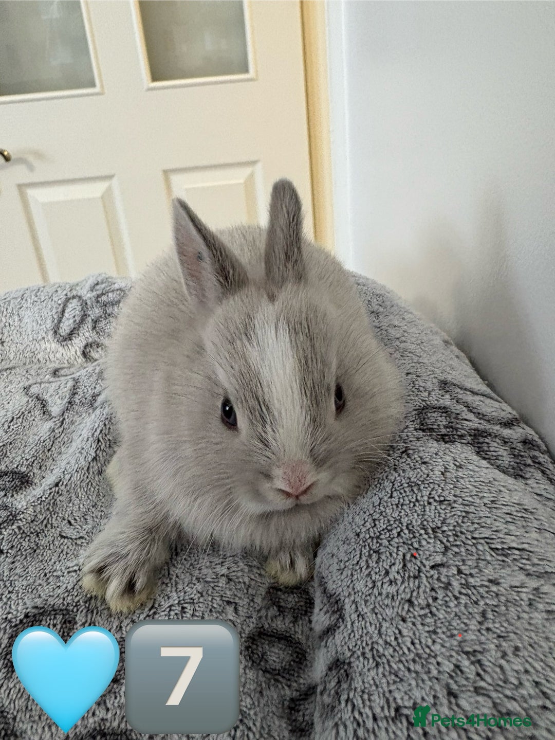 Netherland Dwarf rabbits for sale: 14 x Netherland Dwarf Bunnies 🐰🏡 🥰  - Image 16