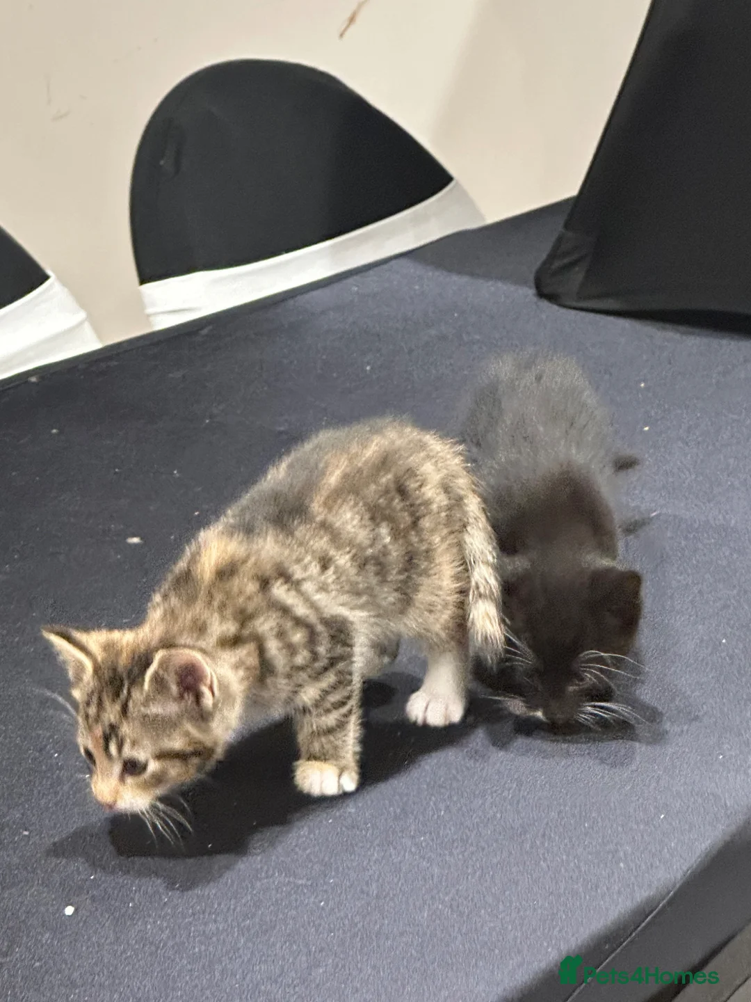 Domestic Shorthair cats for sale: 2 boy kittens looking for forever homes  - Advert 2