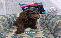Newfypoo dogs for sale: 🐾 Beautiful Newfypoo x Standard Poodle Puppies 🐾 in Doncaster - Image 5