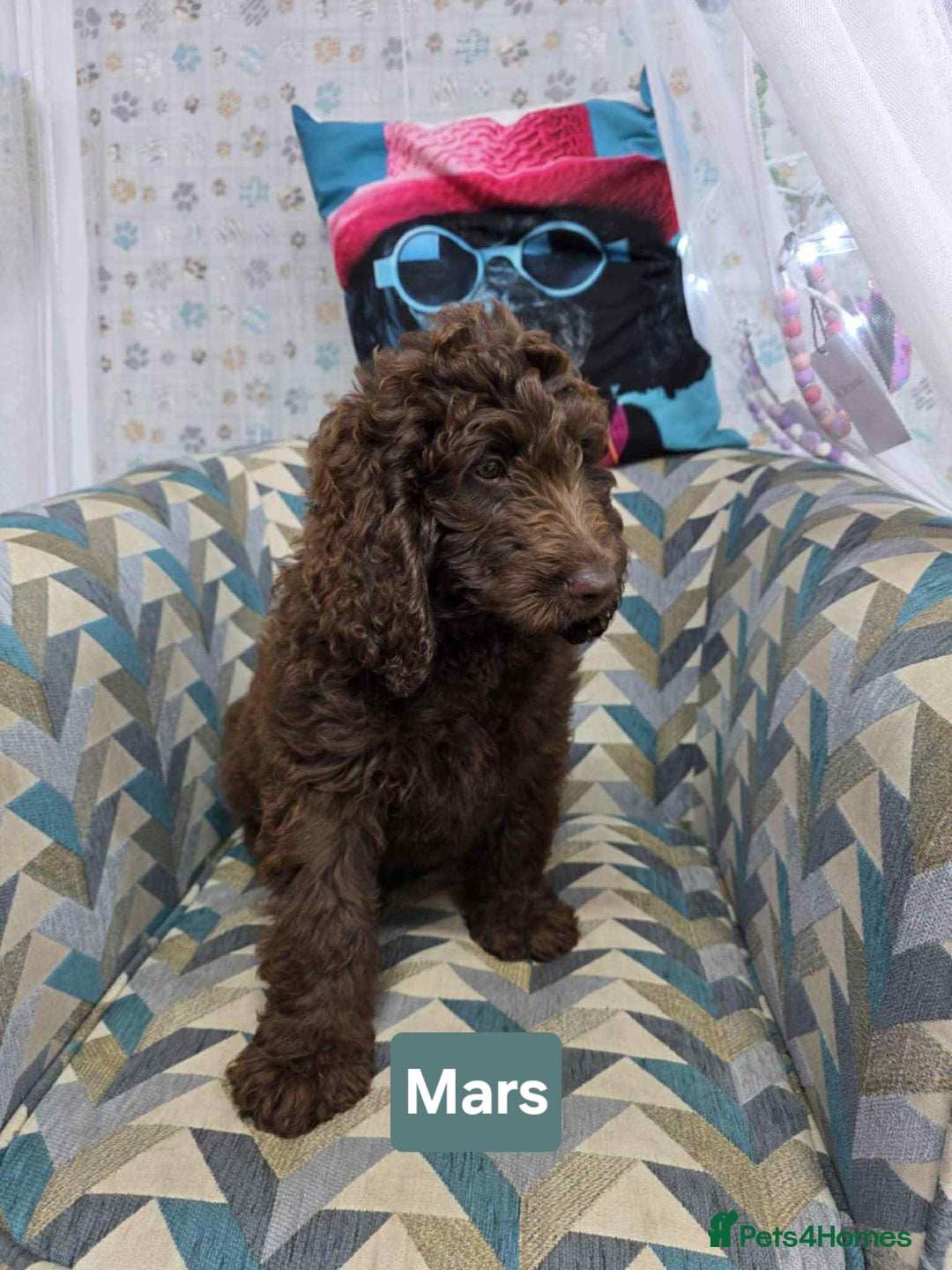 Newfypoo dogs for sale: 🐾 Beautiful Newfypoo x Standard Poodle Puppies 🐾 in Doncaster - Image 5