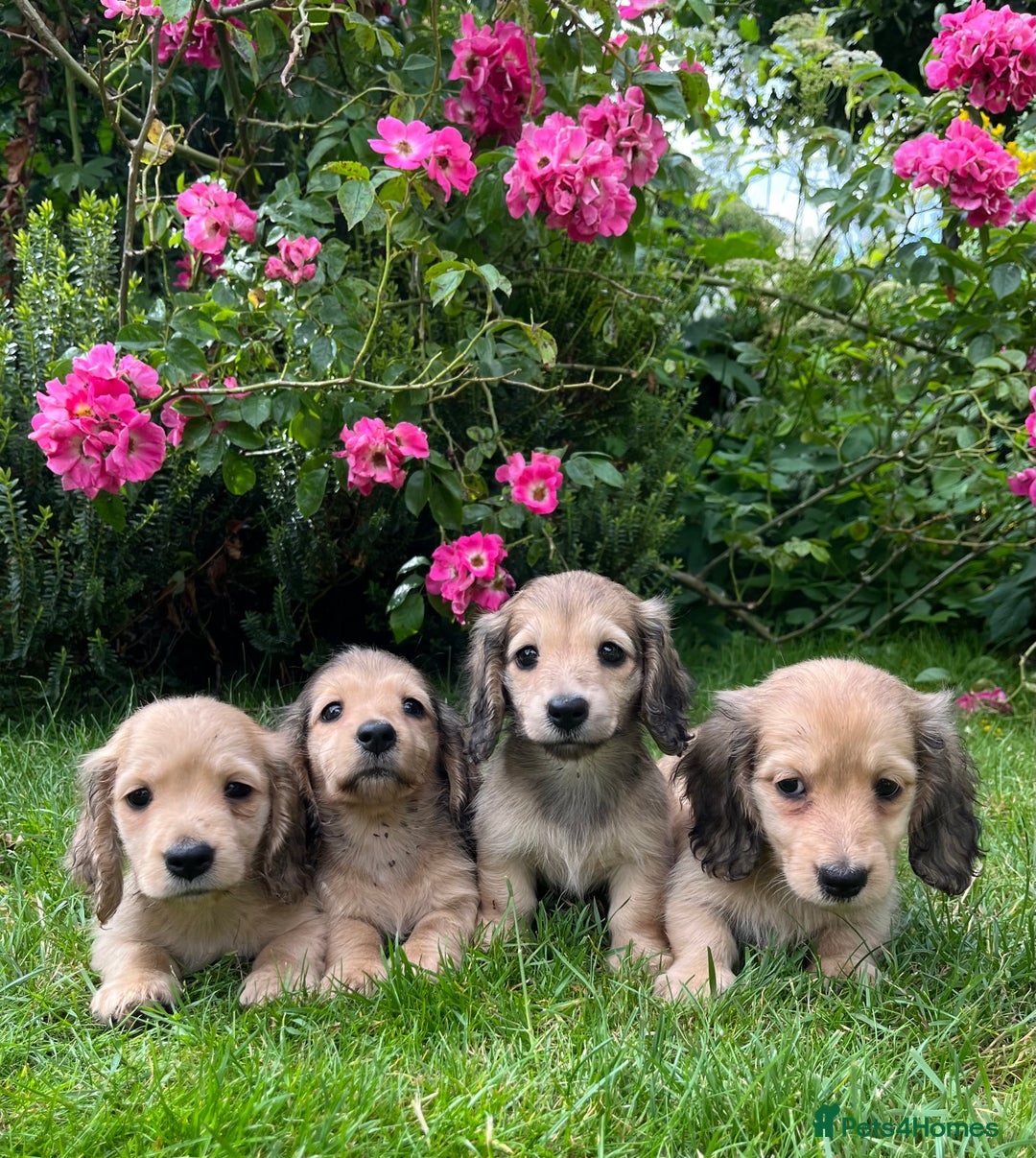 Miniature Dachshund dogs for sale: Miniature long coated dachshunds  in Craven Arms - Image 3