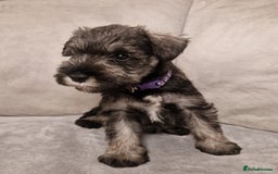 Miniature Schnauzer dogs for sale: Curious, playful and loving litter KC pups ❤️ - Image 2