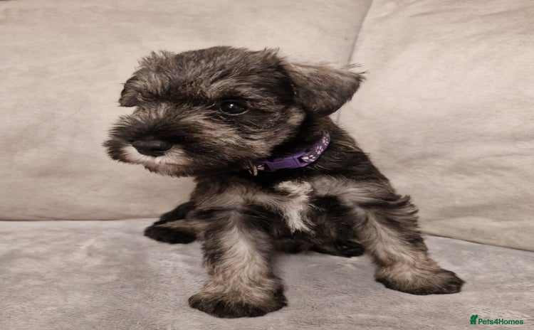 Miniature Schnauzer dogs - Advert 6