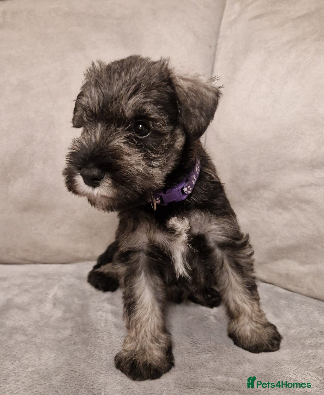 Miniature Schnauzer dogs for sale: Curious, playful and loving litter KC pups ❤️ - Image 2