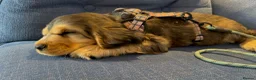 Cocker Spaniel dogs for sale: KC show cocker spaniel - last boy  - Advert 3