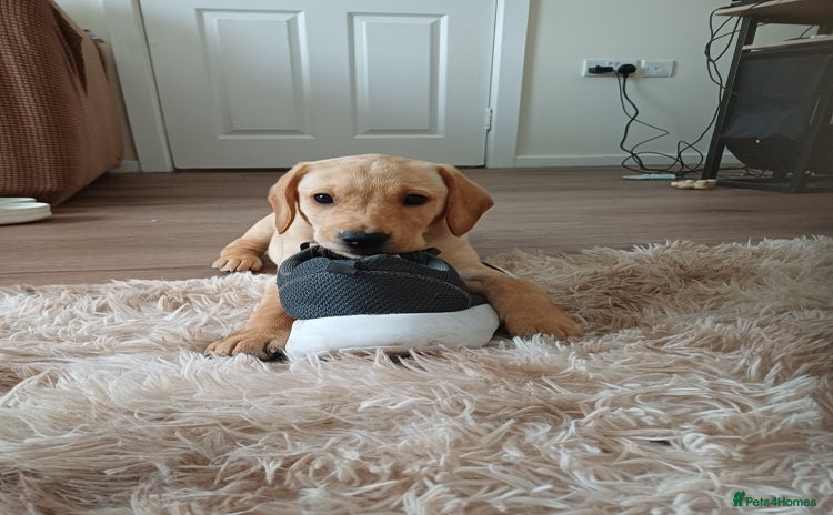 Labrador Retriever dogs - Advert 11
