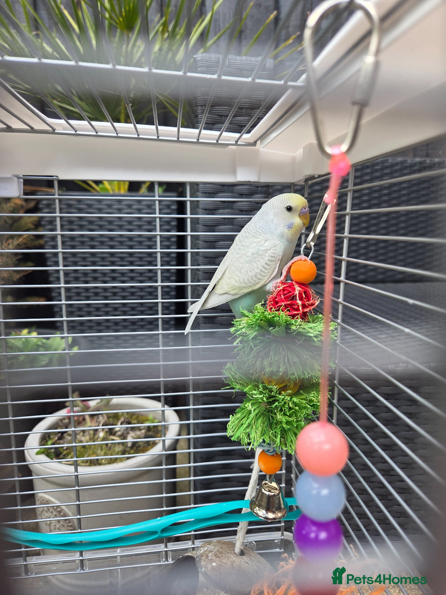 Budgerigars birds Baby budgie for sale with cage and accessories - Advert 14