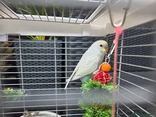 Budgerigars birds Baby budgie for sale with cage and accessories - Advert 1