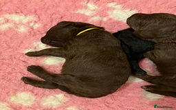 Labradoodle dogs for sale: Stunning Labradoodle Puppies  - Image 4