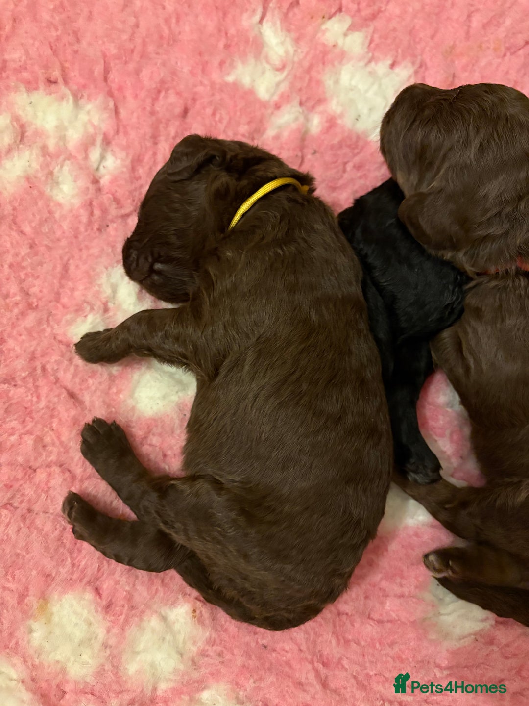 Labradoodle dogs for sale: Stunning Labradoodle Puppies  - Image 4