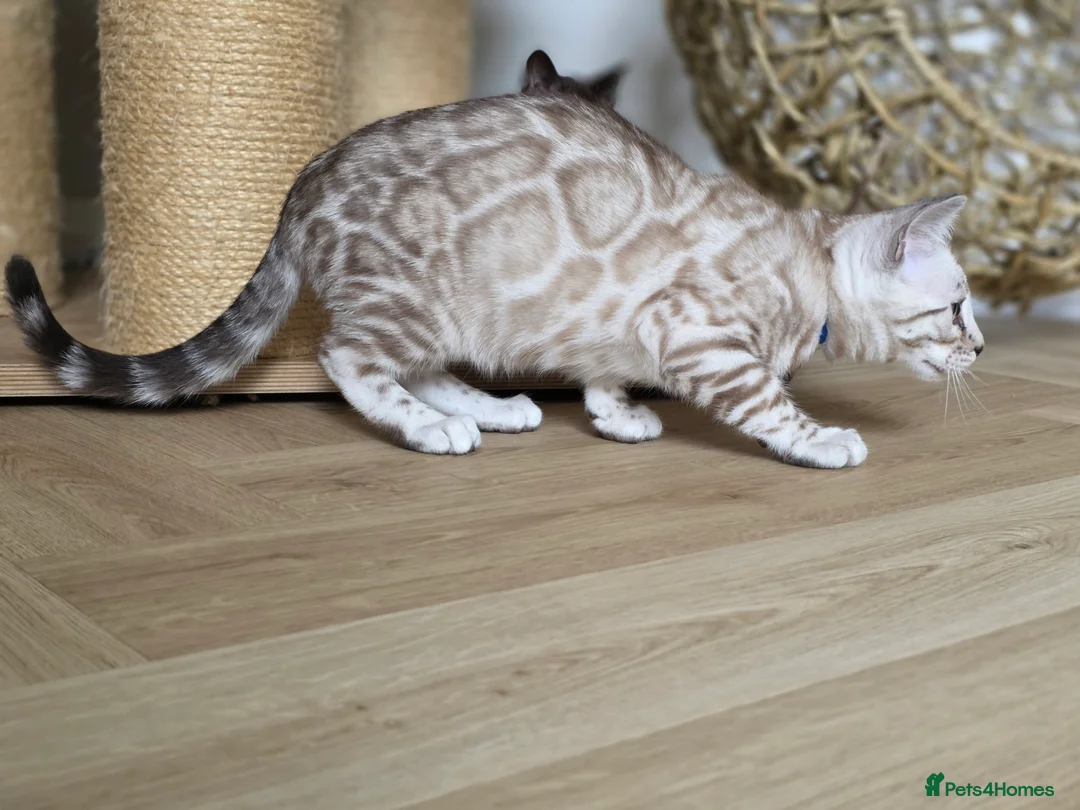 Bengal cats for sale: ❄️Outstanding Silver Snow Bengal Kittens❄️ - Advert 4