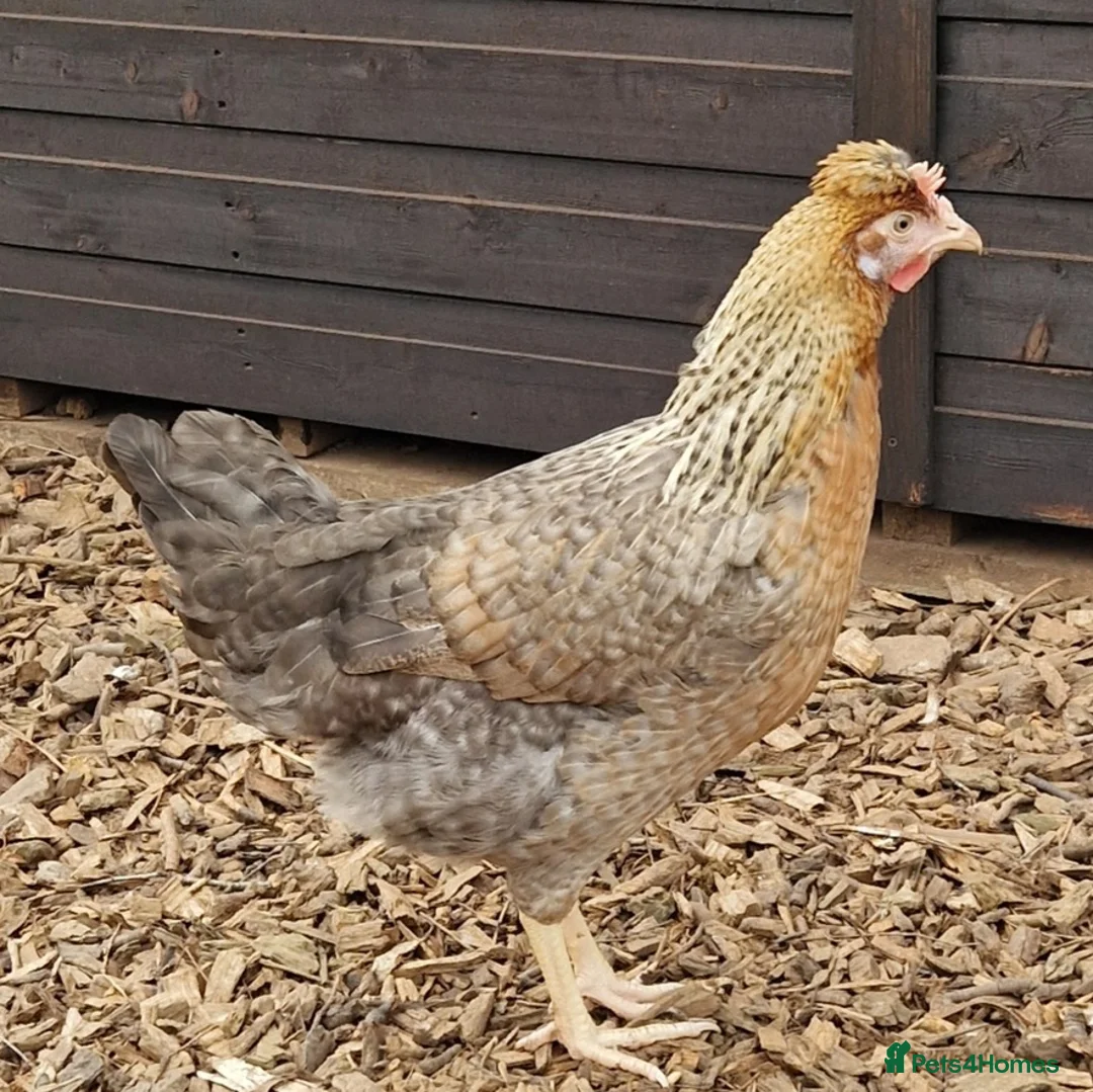 Chickens poultry for sale: Hybrid Hens Point of lay - Advert 11
