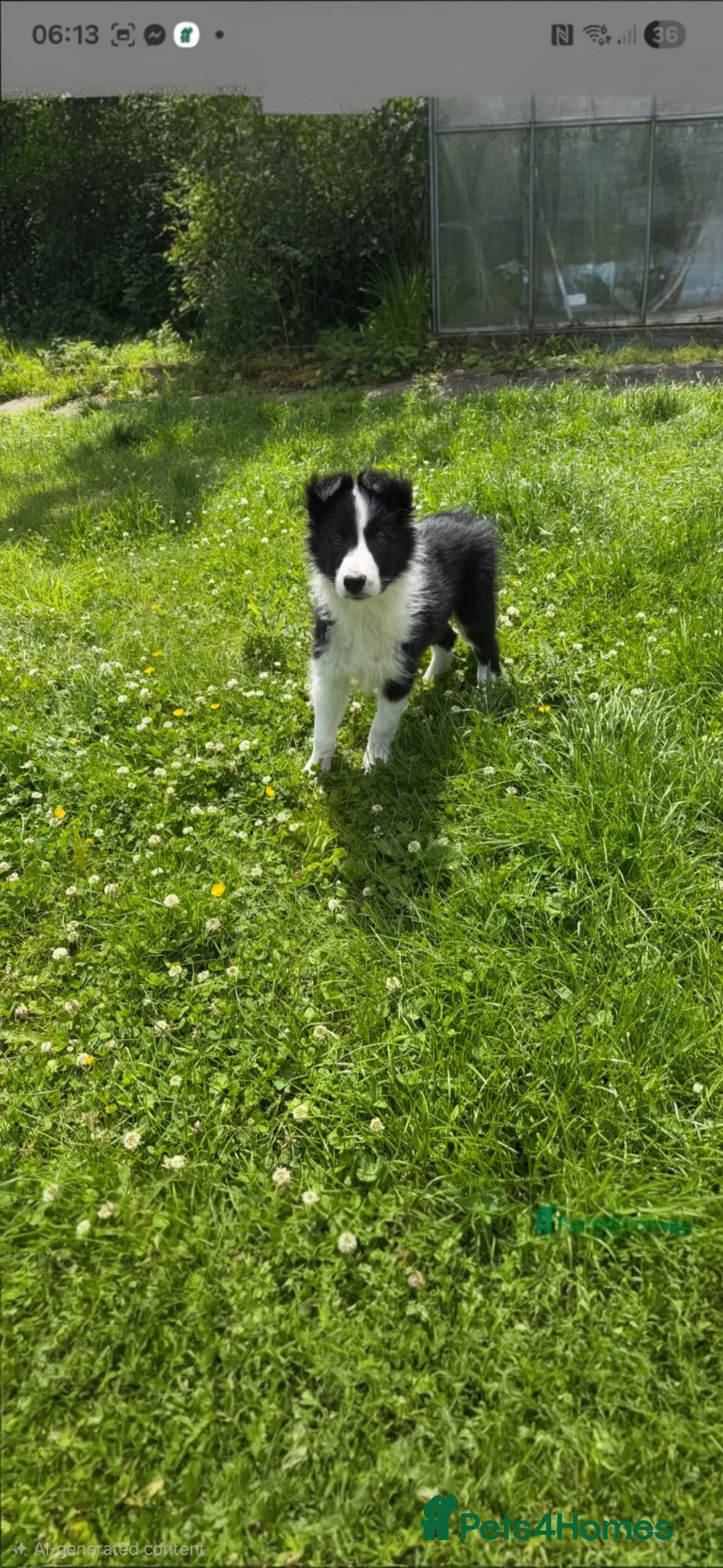 Border Collie dogs for sale: 13 week old male border collie  - Advert 2