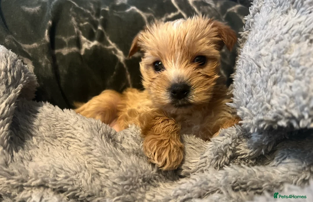 Yorkshire Terrier dogs for sale: Yorkshire terrier in Preston - Advert 2