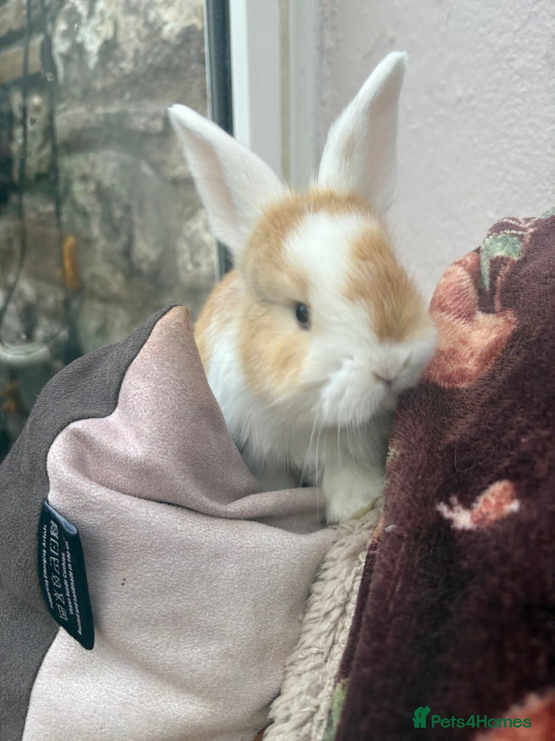 Mini Lop rabbits for sale: Raised indoors — mini lop and lion lops  - Advert 4