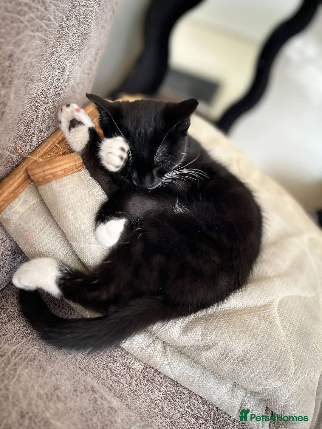 Domestic Shorthair cats for sale:  **  kitten  in Bolton - Advert 1