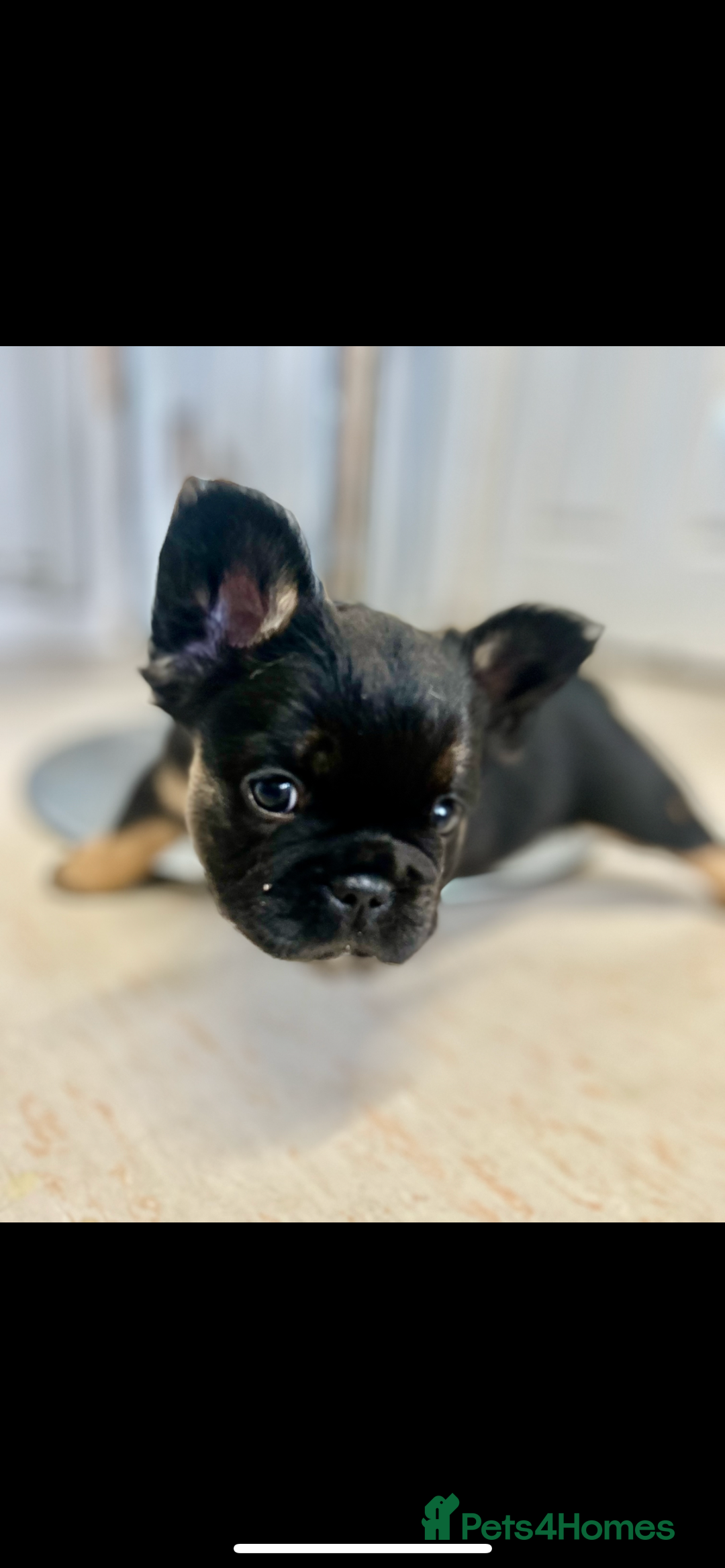 French Bulldog dogs for sale: Full Fluffy KC French bulldog Pupps 2 boys 1 girl  - Image 17