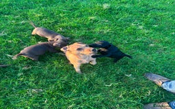 Patterdale Terrier dogs for sale: Perfect patterdale puppies - Image 3