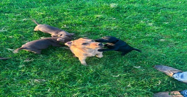 Patterdale Terrier dogs Perfect patterdale puppies - Advert 1