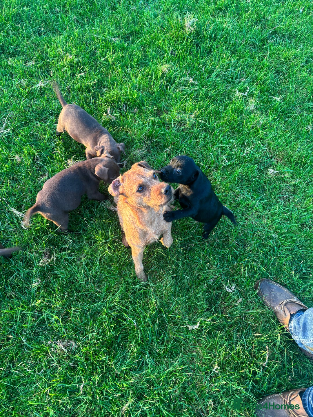 Patterdale Terrier dogs for sale: Perfect patterdale puppies - Image 3