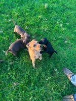 Patterdale Terrier dogs Perfect patterdale puppies - Advert 2