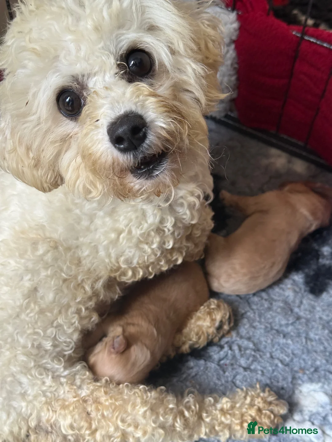 Cavachon dogs for sale: Gorgeous Boy Cavachon  - Advert 3