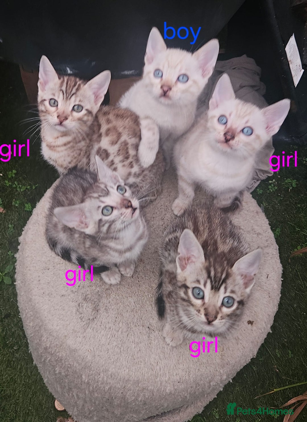 Bengal cats for sale: Bengal  - Advert 2
