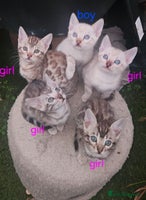 Bengal cats Bengal - Advert 1