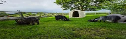 Goats livestock for sale: Three castrated male Pygmy goats in Penrith - Advert 6