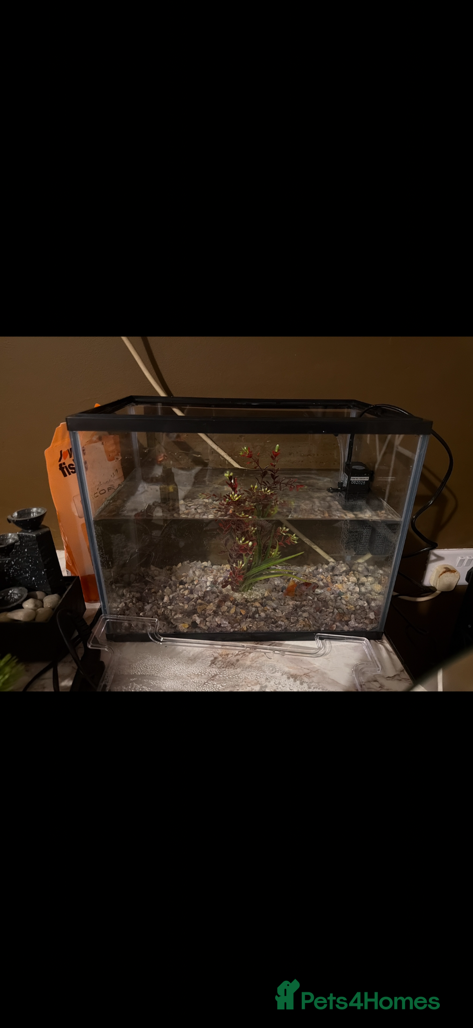 Goldfish fish Goldfish and tank - Advert 1