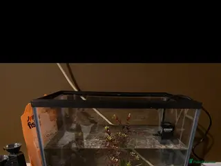 Goldfish fish Goldfish and tank - Advert 1