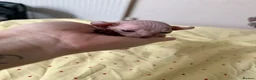 Sphynx cats for sale: 💎 Sphynx Kittens 2 Boys & 1 Girl Available 💎 - Advert 10