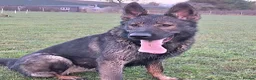 German Shepherd dogs for sale: Stunning female Czech line German Shepherd Female  - Advert 3