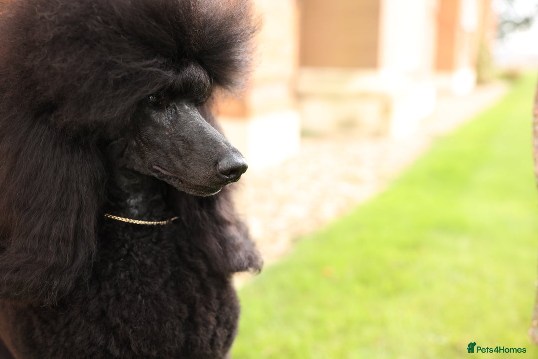 Standard Poodle dogs for stud: Champion male for stud - Image 4