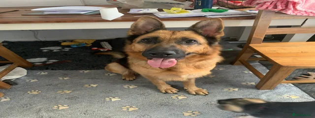 Kali