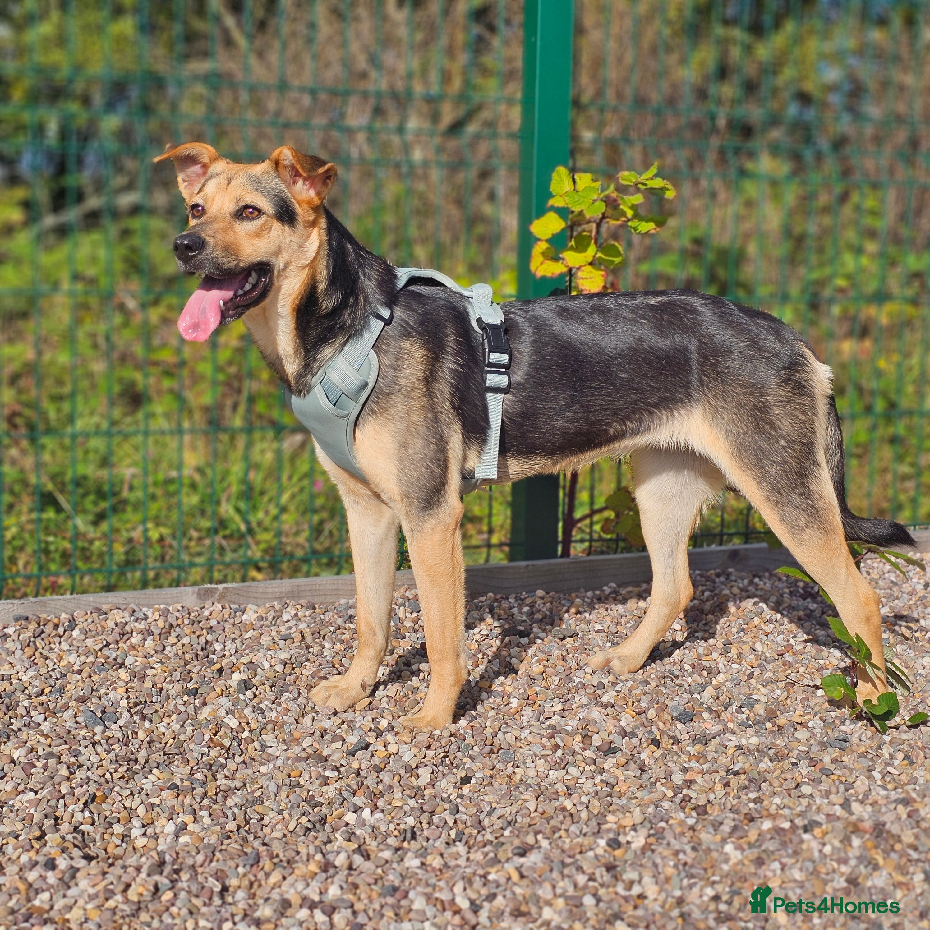 Mixed Breed dogs Rehoming Honey - Advert 6