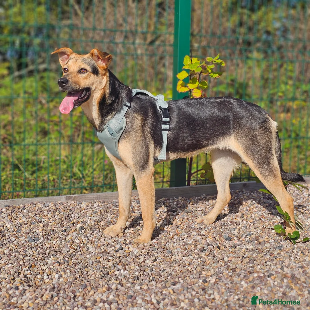 Mixed Breed dogs for sale: Rehoming Honey ❤️ - Advert 1