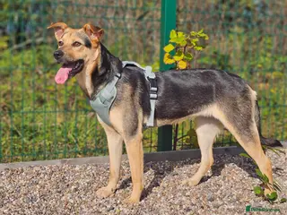 Mixed Breed dogs Rehoming Honey - Advert 6