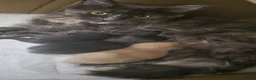 Maine Coon cats for sale: Maine Coon kittens Glasgow TICA REGISTERED  - Advert 2