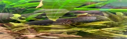Other/Mixed Breed fish for sale: 3x snakeheads channa blehri  in London - Advert 3