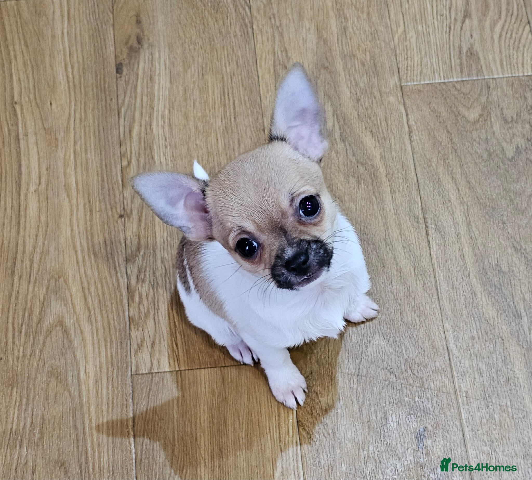 Chihuahua dogs Adorable Chihuahua puppies ready to leave  - Advert 5