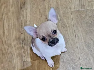 Chihuahua dogs Adorable Chihuahua puppies ready to leave - Advert 5