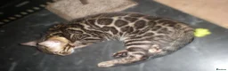 Bengal cats for sale: 5 Beautiful Bengal Kittens - Advert 7