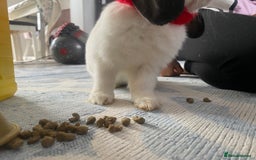 Mini Lop rabbits for sale: Mistach - Image 10